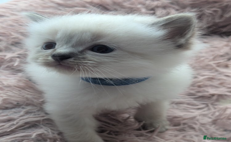Ragdoll cats for sale - Advert 1