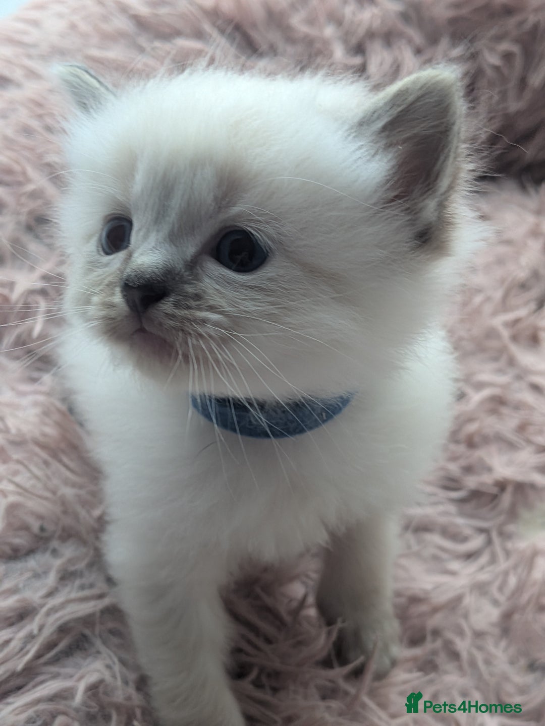Ragdoll cats for sale: Ragdolls - Image 1