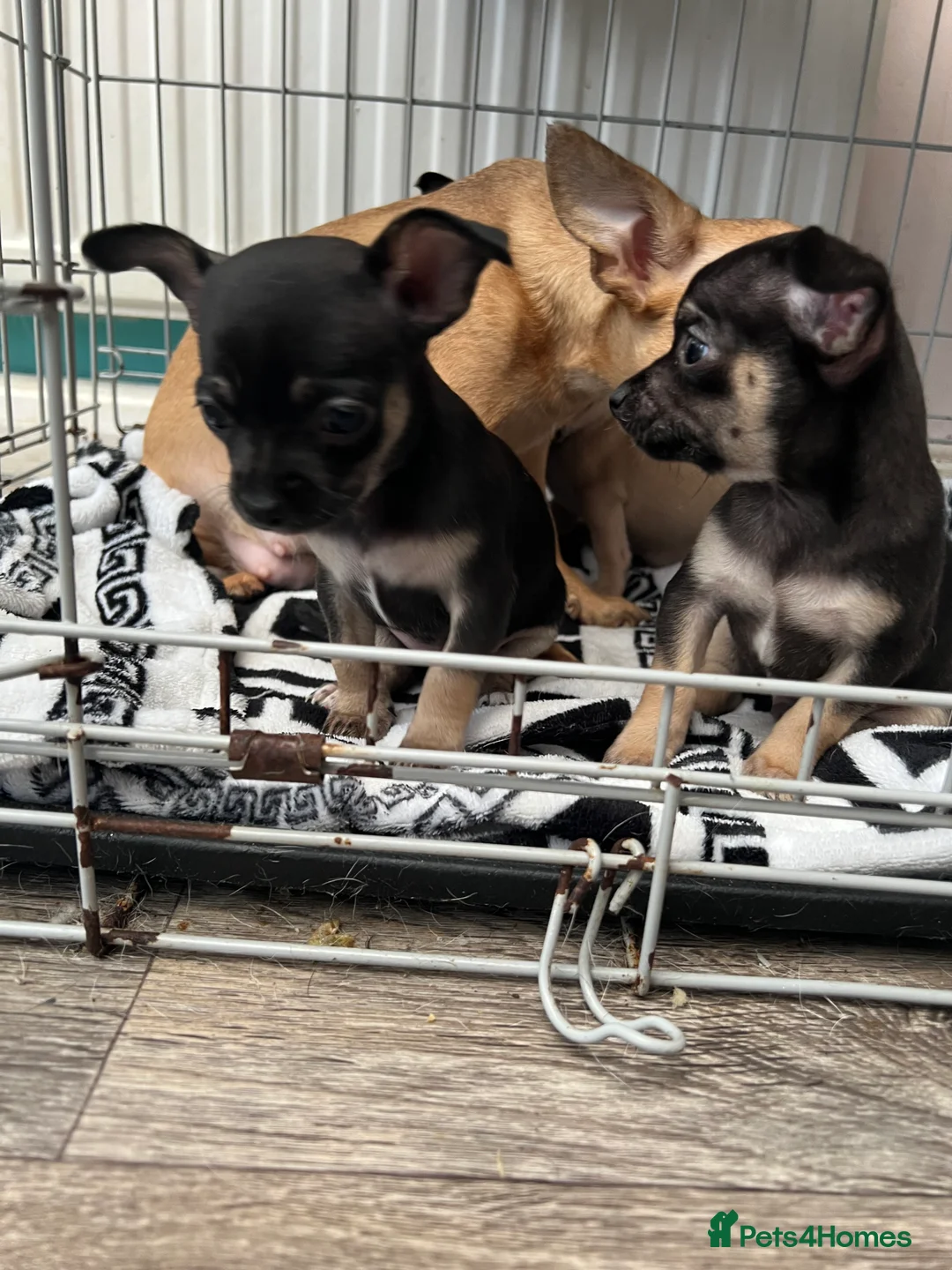 Chihuahua dogs for sale: Full breed chihuahua lovely puppies  - Advert 13