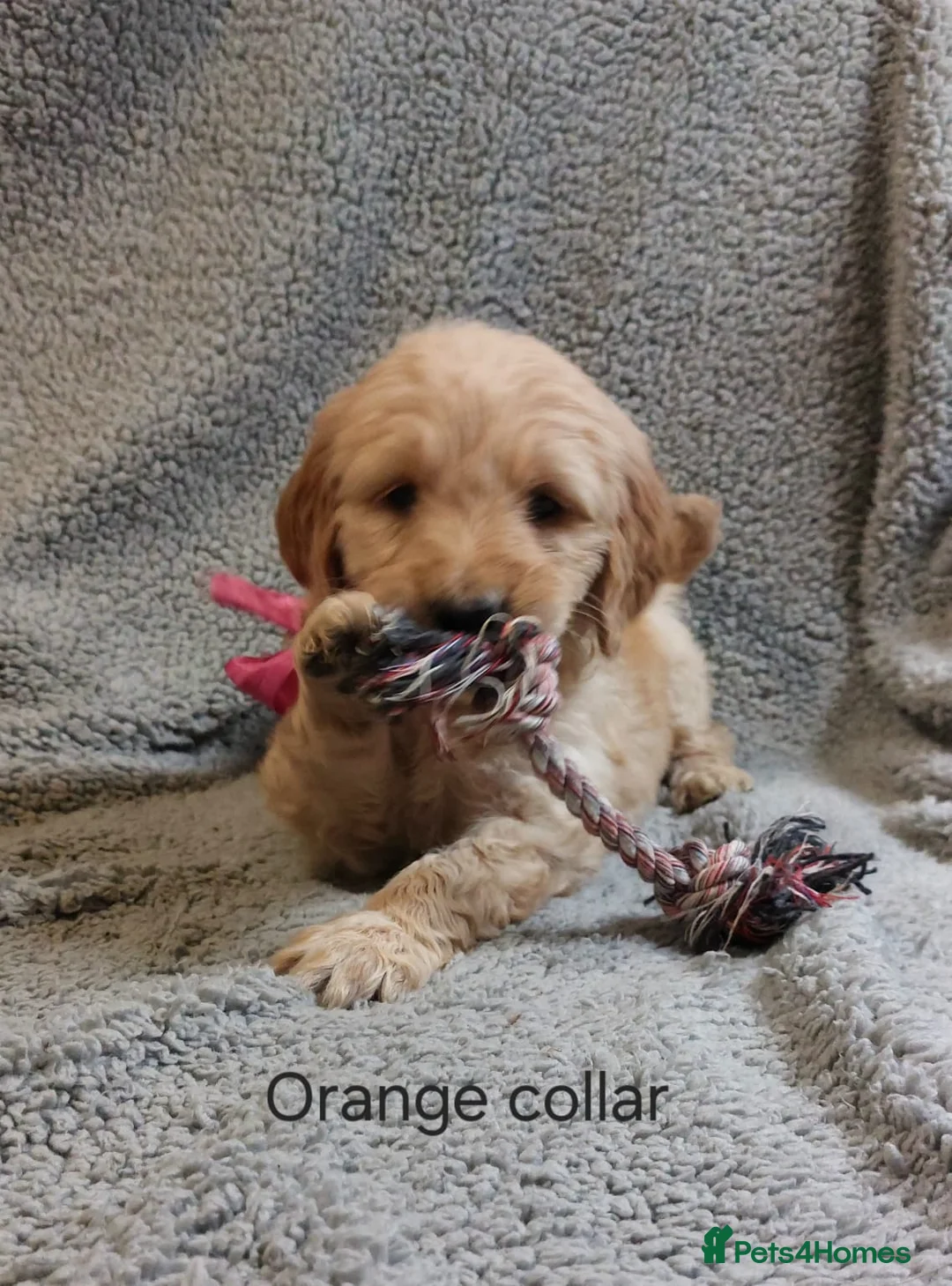 Goldendoodle dogs for sale: 2 beautiful F1 female Goldendoodle pups for sale - Advert 9