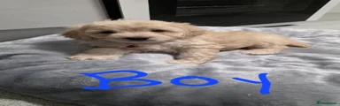 Cavapoo 1