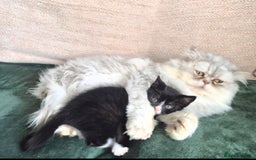 Domestic Shorthair cats for sale: 2 sisters left looking for a loving home - Advert 5