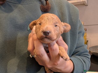 Cockapoo dogs Miniature Cockapoo Puppies - Advert 1