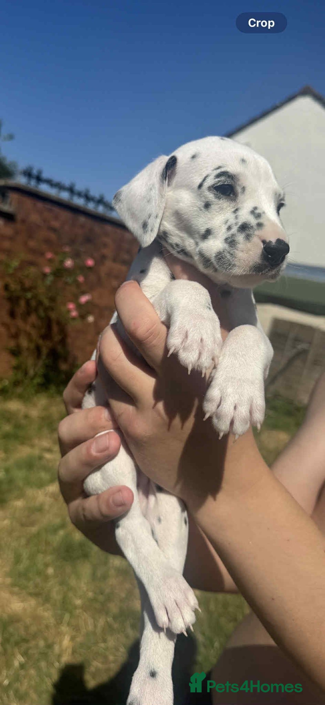 Dalmatian dogs for sale: Dalmatian puppies  - Image 6