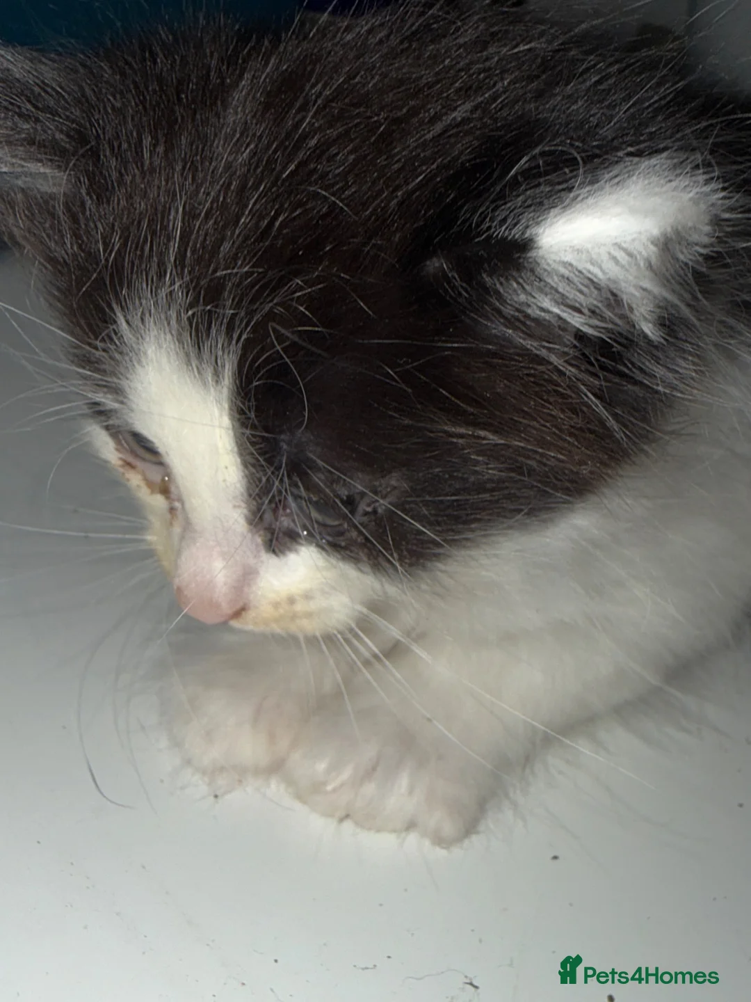 Mixed Breed cats for sale: 3 male kittens  - Advert 2