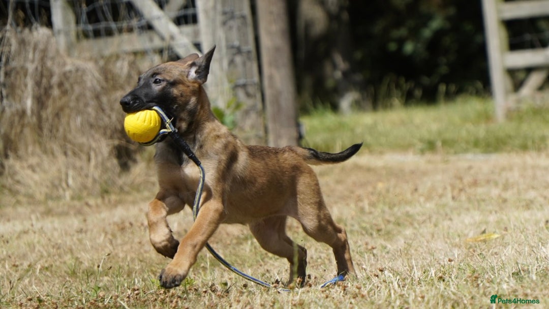 Belgian Shepherd Dog dogs for sale: KC registered Belgian Malinois – Stable,Balanced🐾 - Image 18