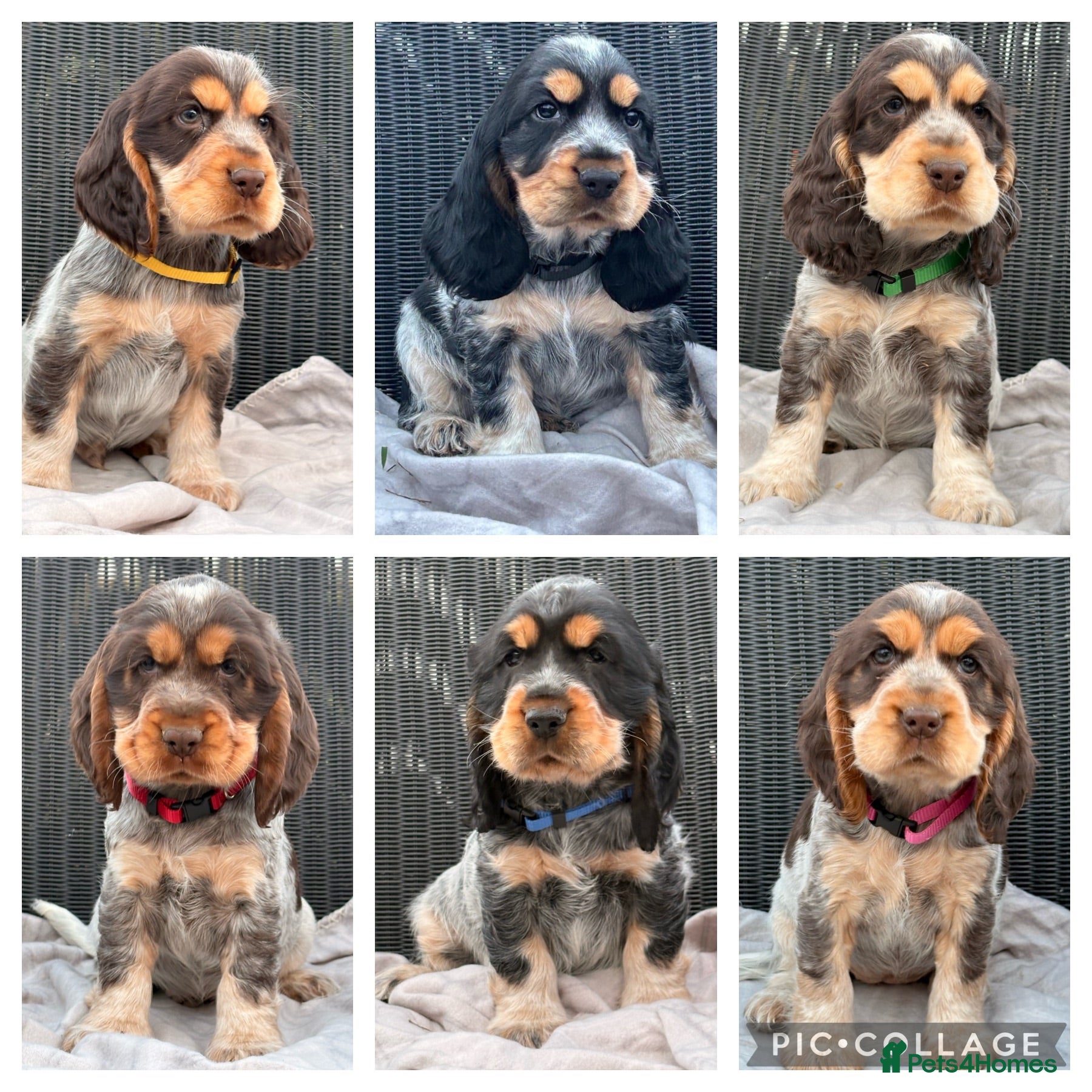 Cocker Spaniel dogs KC Registered Show Type Cocker Spaniel DNA Tested - Advert 2