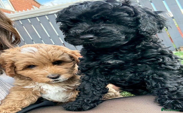 Cavapoo dogs - Advert 1