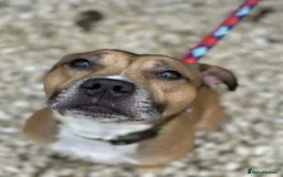 Staffordshire Bull Terrier dogs for adoption: Runt  - Image 8
