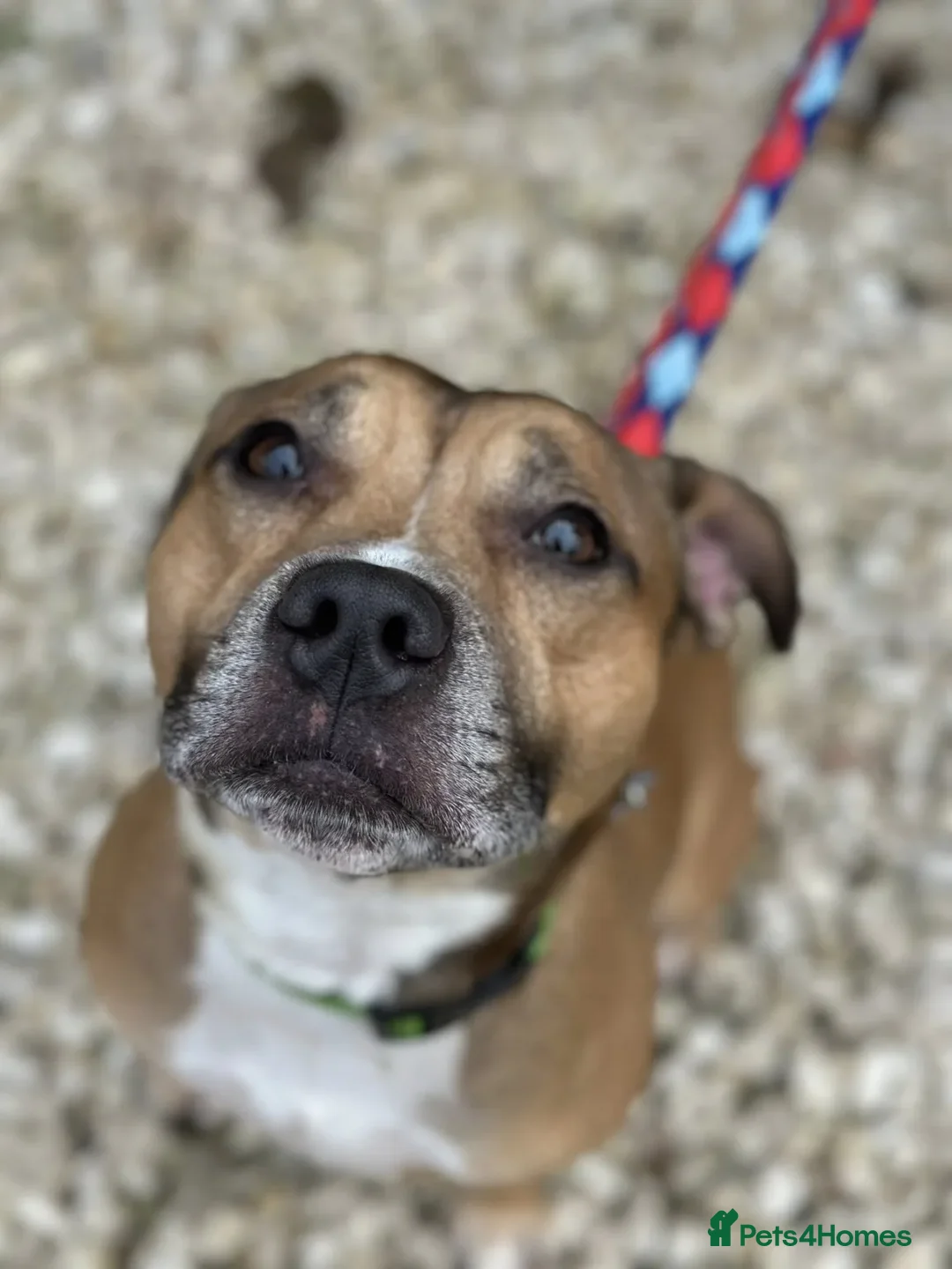 Staffordshire Bull Terrier dogs for adoption: Runt  - Image 8