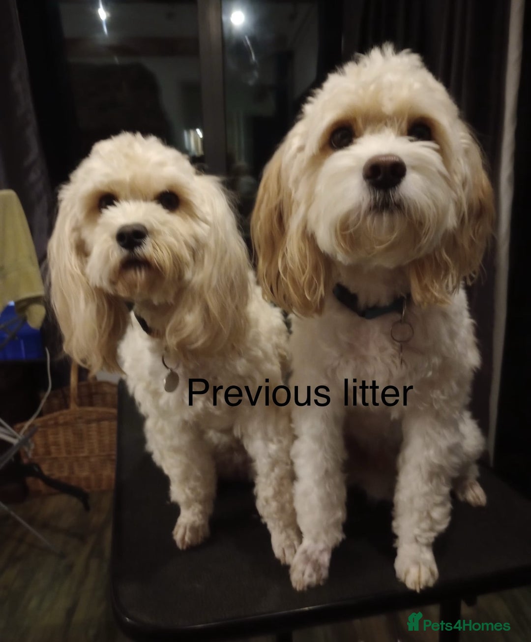 Cavapoo dogs for sale: Six cavapoo puppies F2( d.o.b. 23.10.2025) - Advert 14