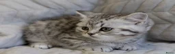 British Shorthair cats for sale: British Shorthair Teddy Bear Kittens For Sale! - Advert 21
