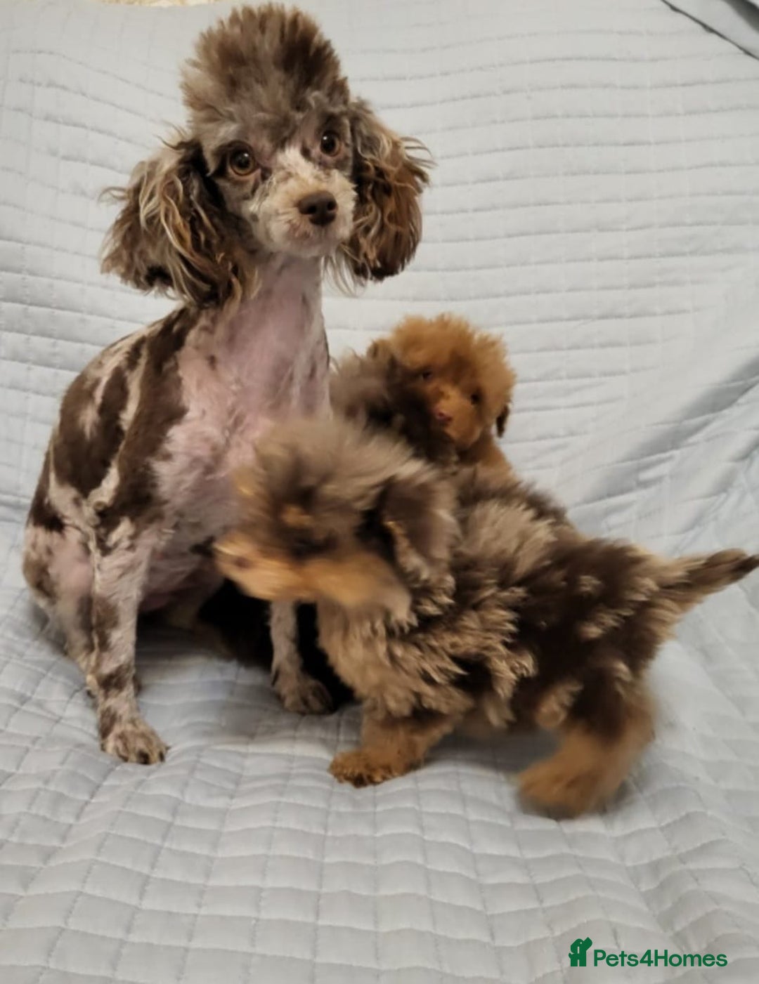 Toy Poodle dogs for sale: Small toy poodles  - Advert 6