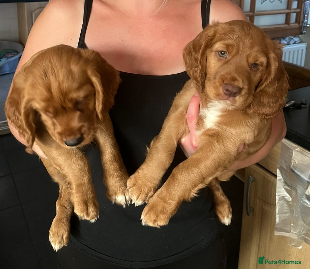 Cocker Spaniel dogs for sale: Health tested cocker spaniel pups - Image 3