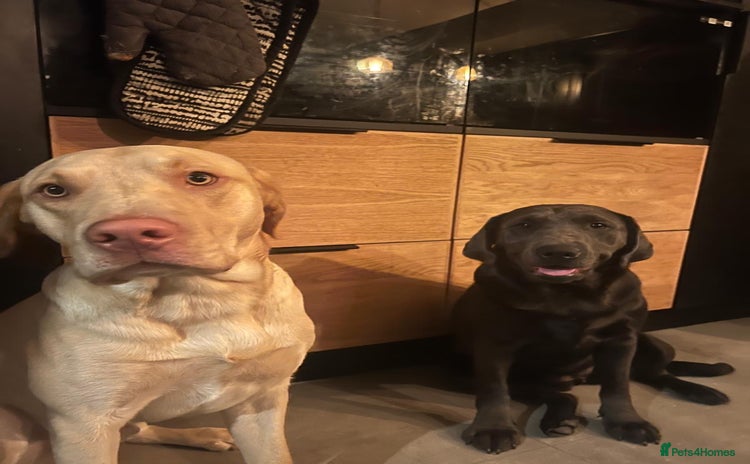 Labrador Retriever dogs - Advert 1