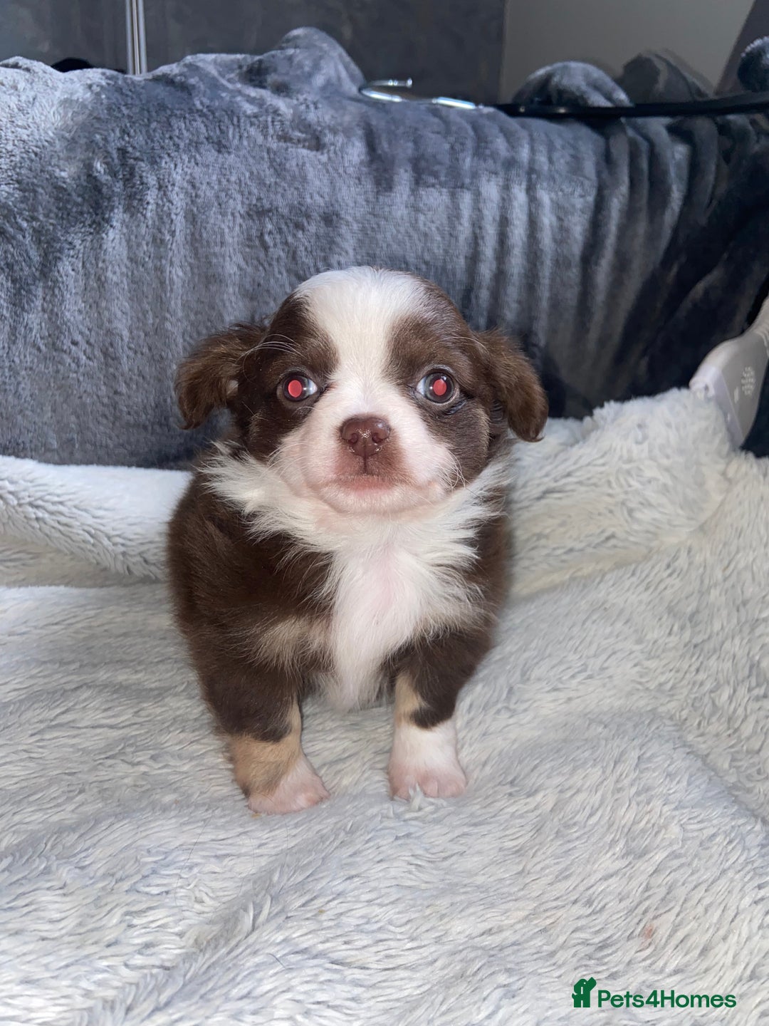 Chihuahua dogs for sale: ❌❌❌ Stunning Long Coat Chihuahua ❌❌❌ - Image 5