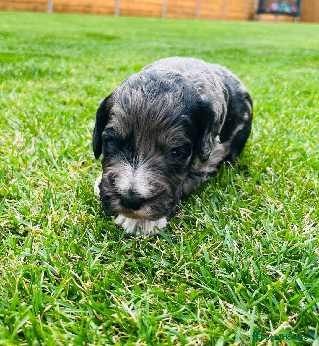Cockapoo dogs for sale: Beautiful Merle cockapoos - Image 1