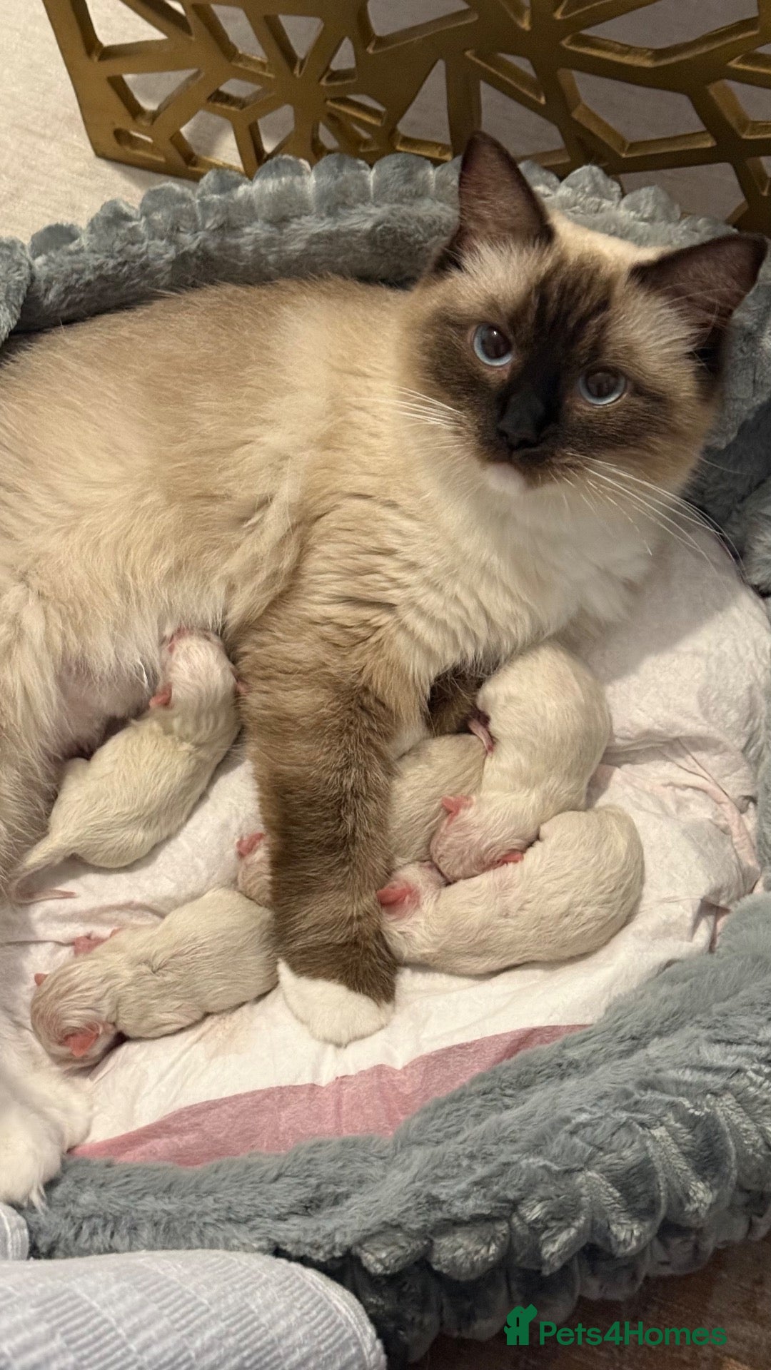 Ragdoll cats Adorable litter of Ragdoll kittens - Advert 2