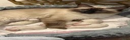 Ragdoll cats for sale: Adorable litter of Ragdoll kittens - Advert 1