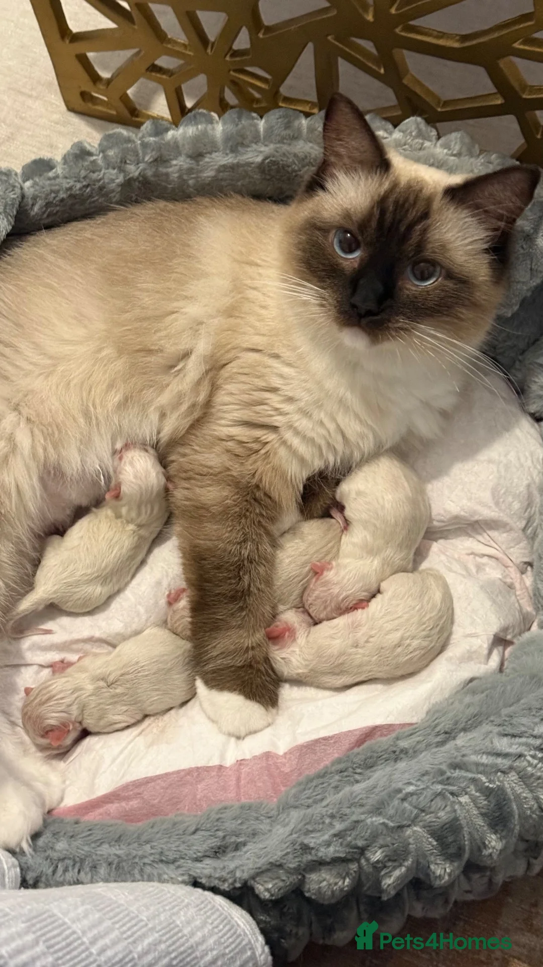 Ragdoll cats for sale: Adorable litter of Ragdoll kittens - Advert 1