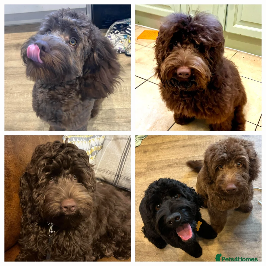 Cockapoo dogs for stud: DNA & BVA Heath Tested Chocolate Cockapoo STUD in Manchester - Advert 16