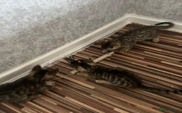 Bengal cats for sale: Bengal girls - Image 11