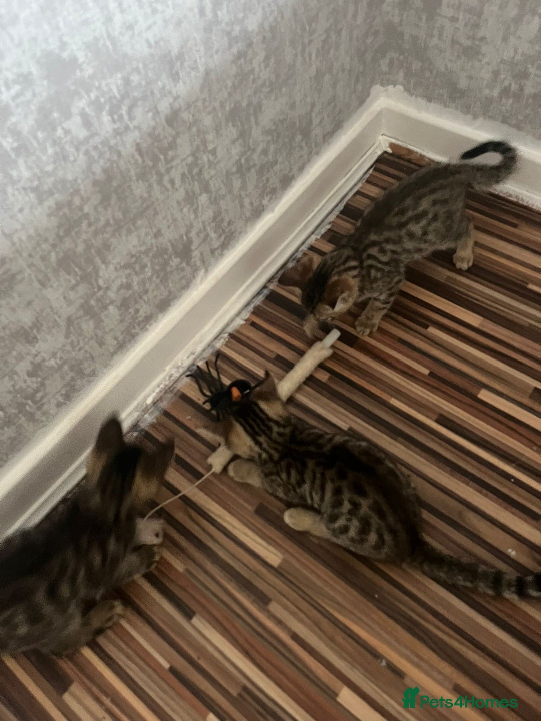 Bengal cats for sale: Bengal girls - Image 11