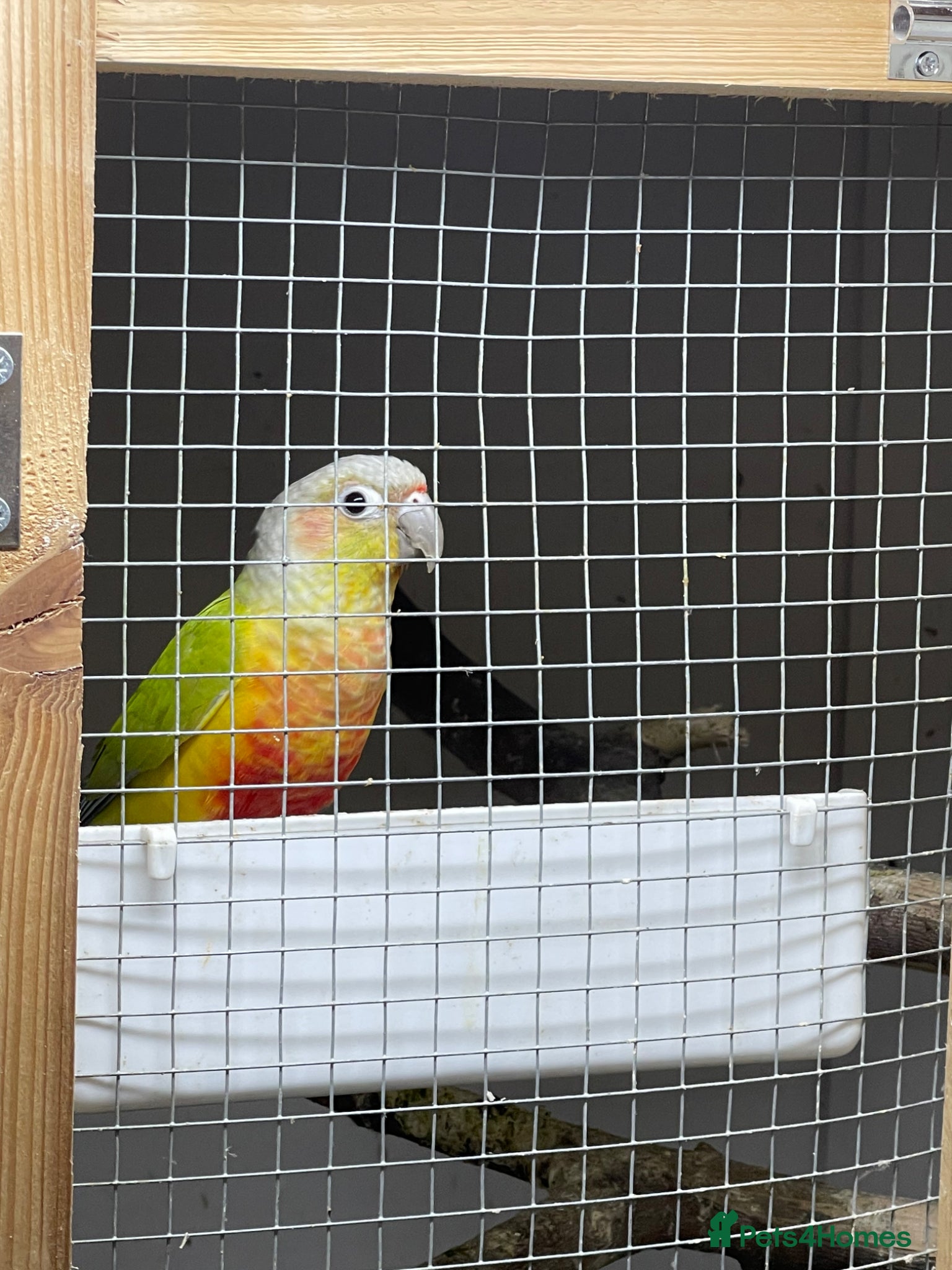 Conures birds Breeding pair - Advert 1