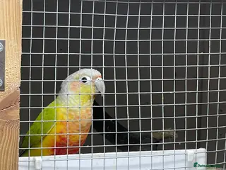 Conures birds Breeding pair - Advert 1