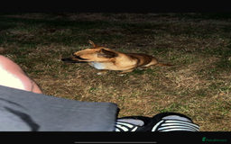 Mixed Breed dogs for sale: Chihuahua puppies  - Image 7