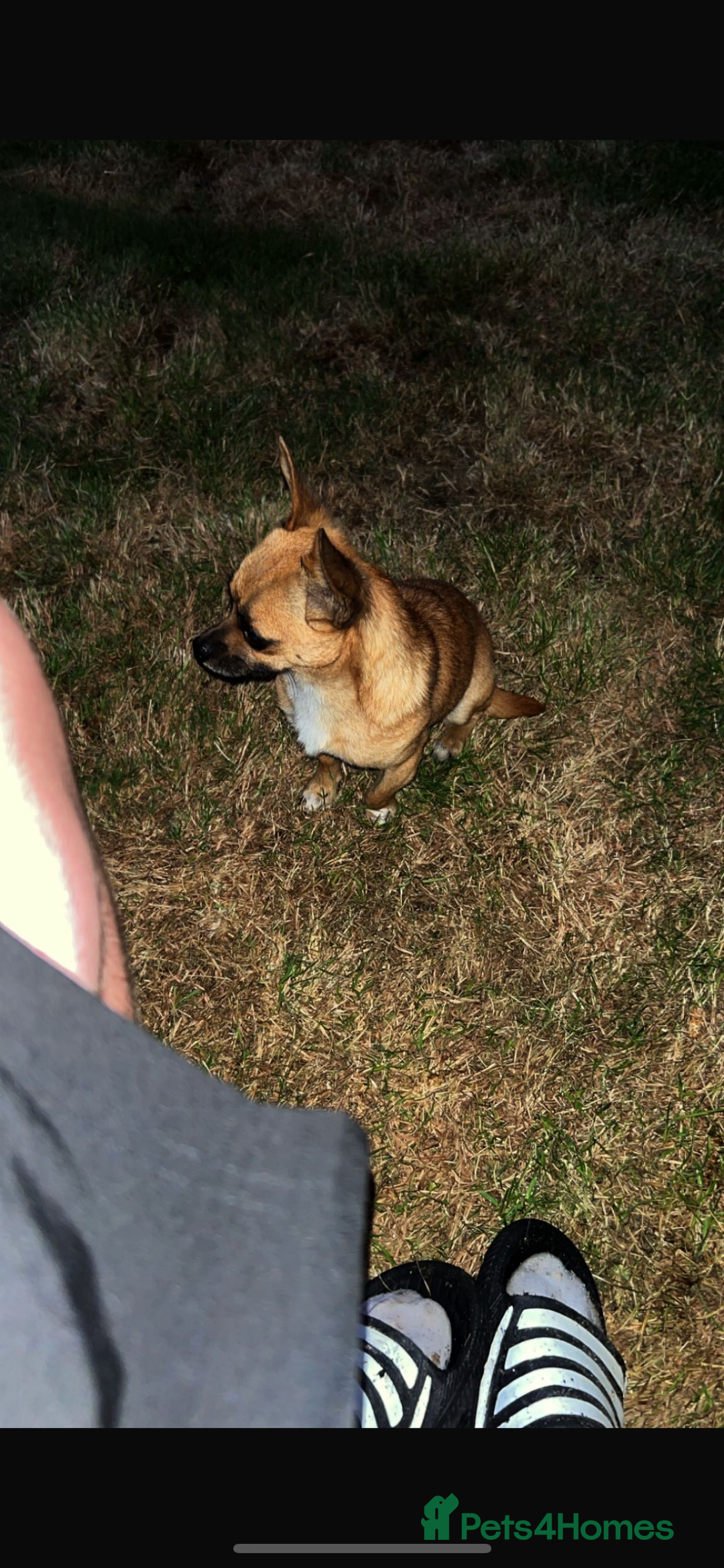 Mixed Breed dogs for sale: Chihuahua puppies  - Image 7