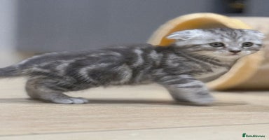 Scottish Fold cats - Advert 3