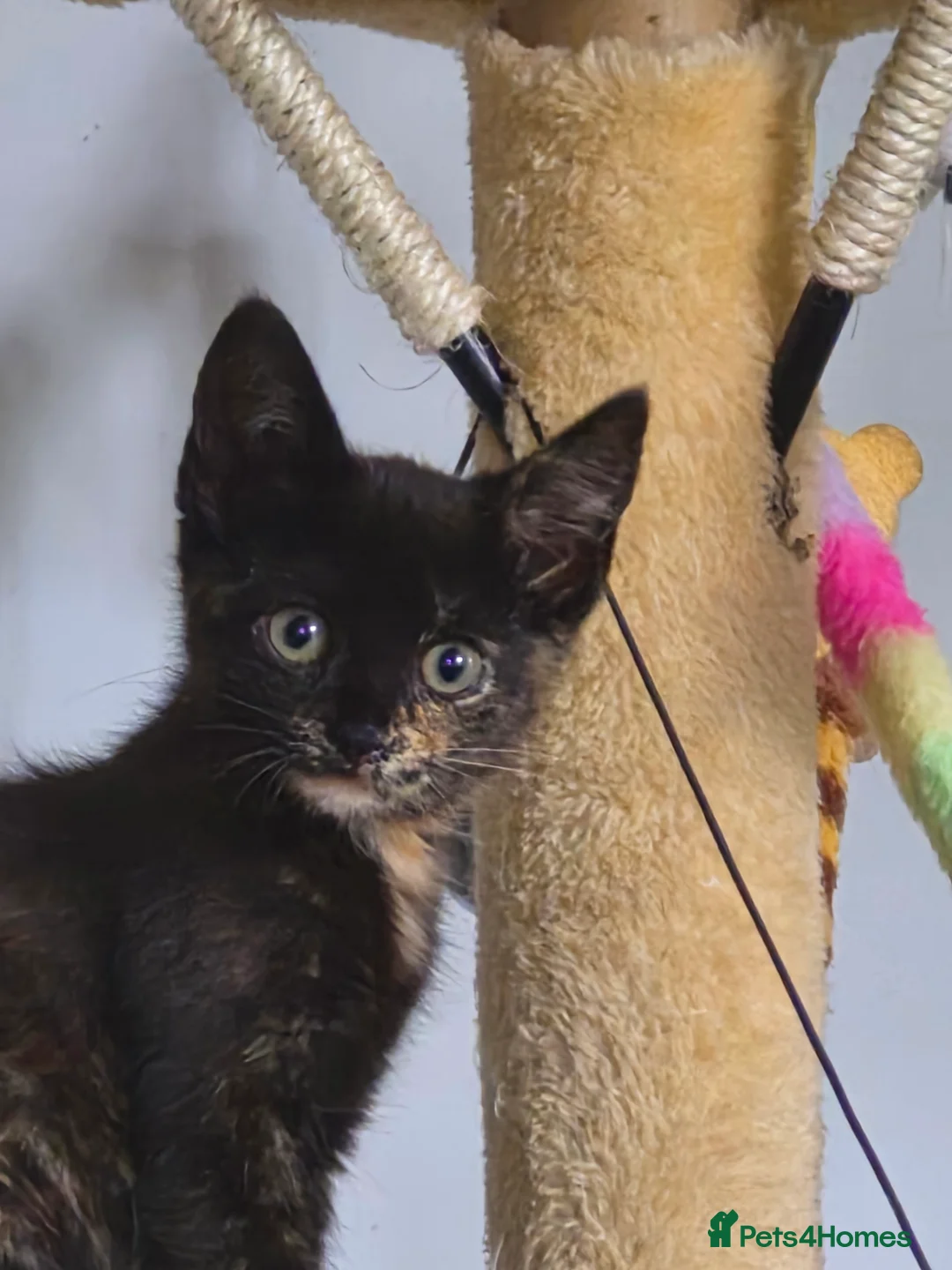 Mixed Breed cats for sale: Kittens for sale - Advert 10