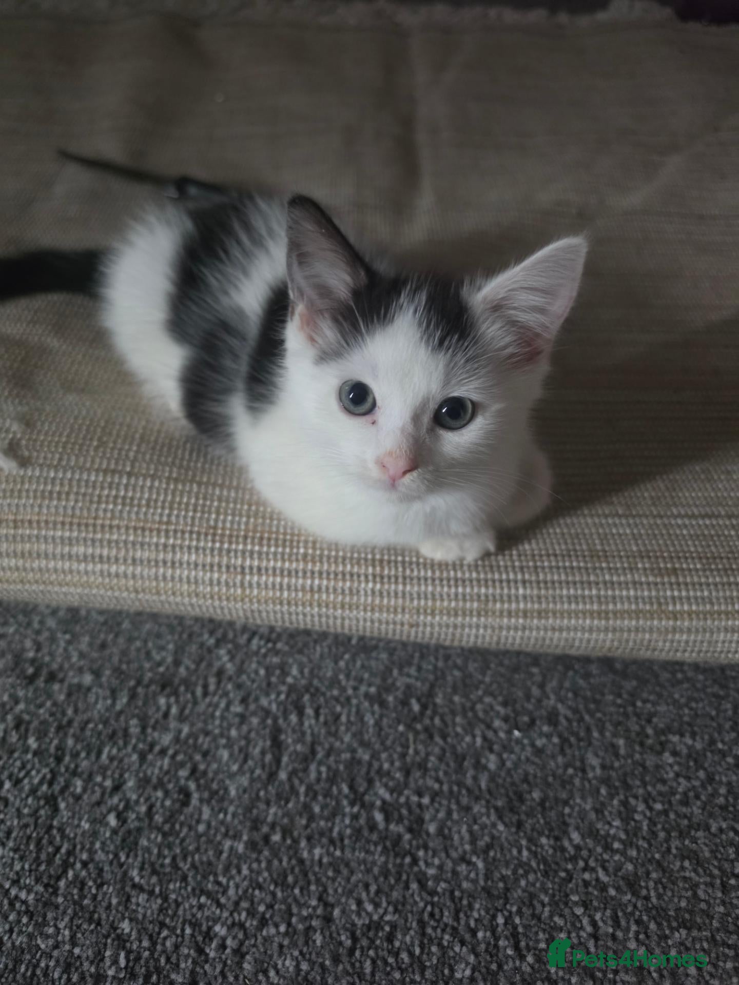 Mixed Breed cats Last one left  - Advert 1