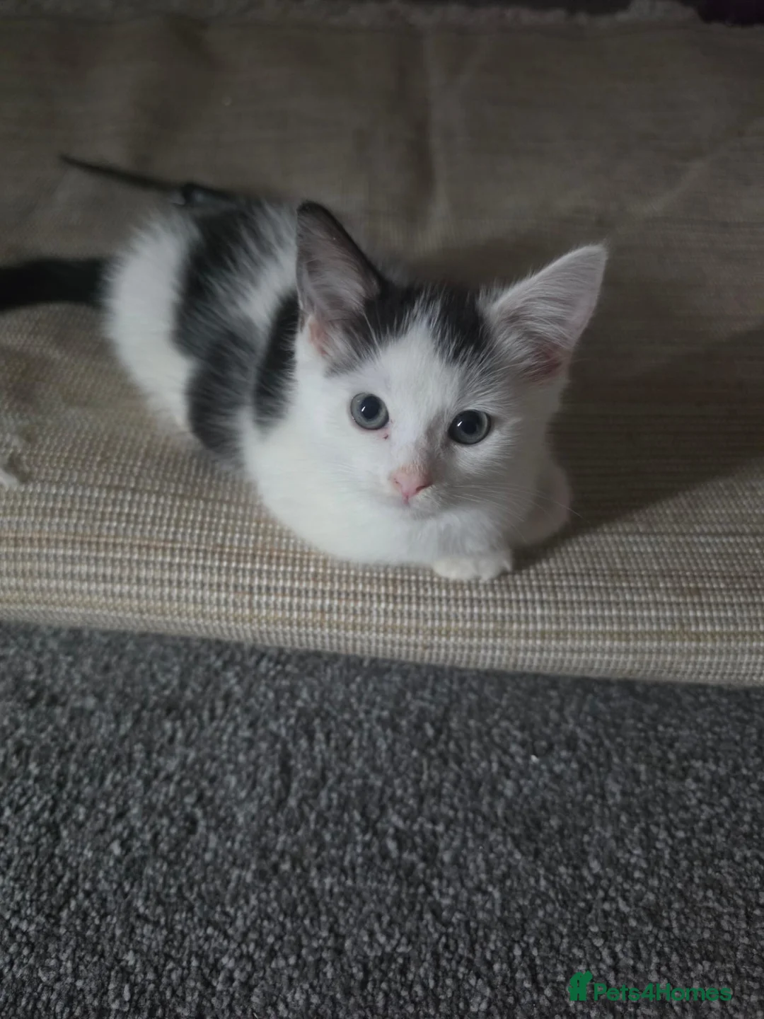 Mixed Breed cats for sale: Last one left  - Advert 1