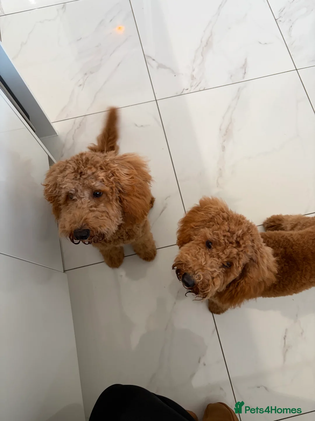 Cockapoo dogs for sale: Two Cockapoo (9 month)  - Advert 13