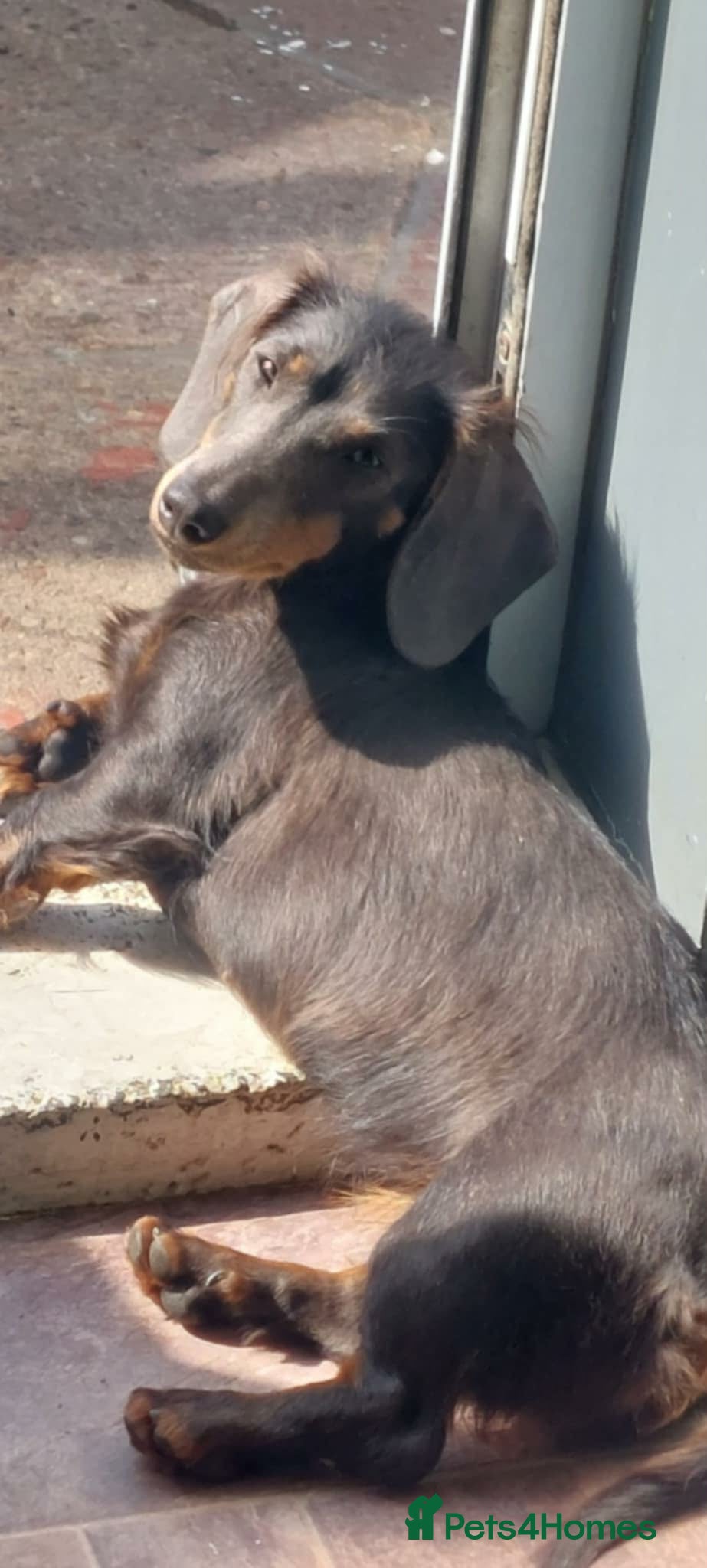 Miniature Dachshund dogs Male miniature dachshund  - Advert 3