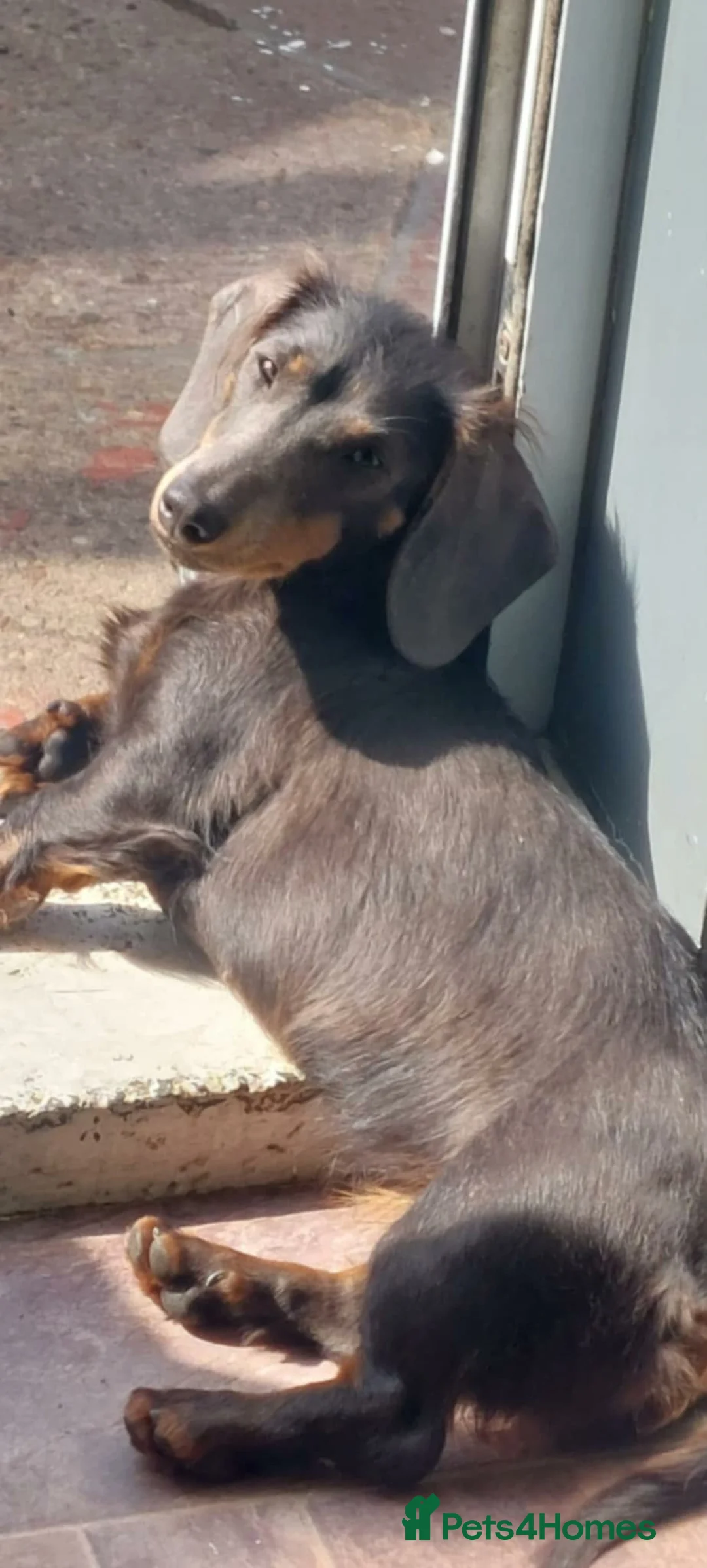 Miniature Dachshund dogs for sale: Male miniature dachshund  - Advert 1