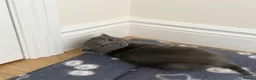 Maine Coon cats for sale: Beautiful Maine Coon kittens purebred  - Advert 2