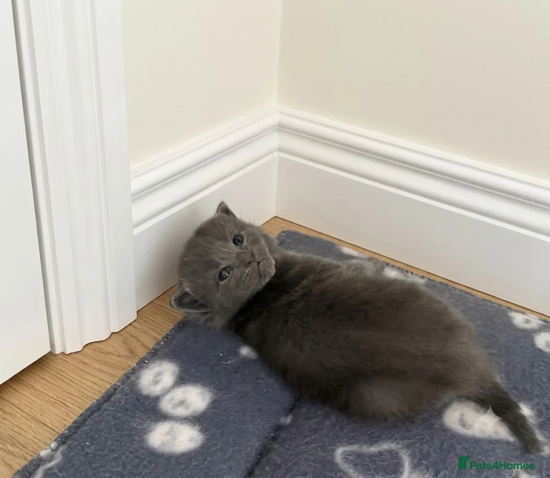 Maine Coon cats for sale: Beautiful Maine Coon kittens purebred  - Advert 2
