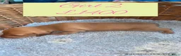 Miniature Dachshund dogs for sale: 6 Miniature Dachshund pups  - Advert 8