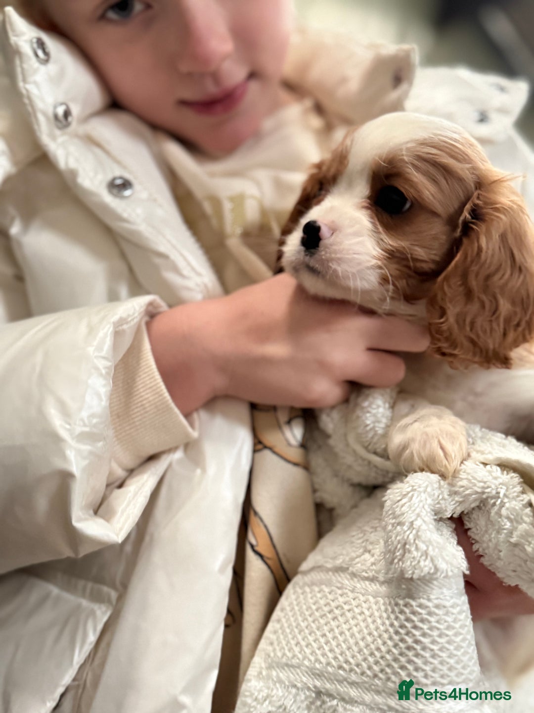 Cavalier King Charles Spaniel dogs for sale: King charles cavalier spaniel  - Advert 7