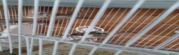 Finches birds for sale: finch  - Advert 5