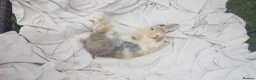 Mixed Breed rabbits for sale: 3 babies and mum - Advert 26