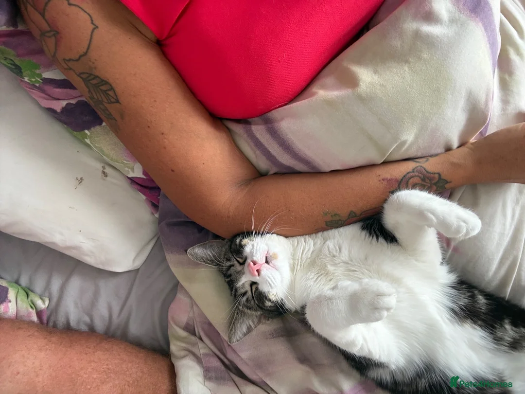 Maine Coon cats for sale: Quarter Maine coon kittens - Advert 6