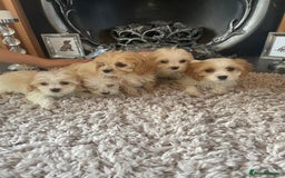 Cavapoo dogs for sale: Beautiful Cavapoo pups - Image 1