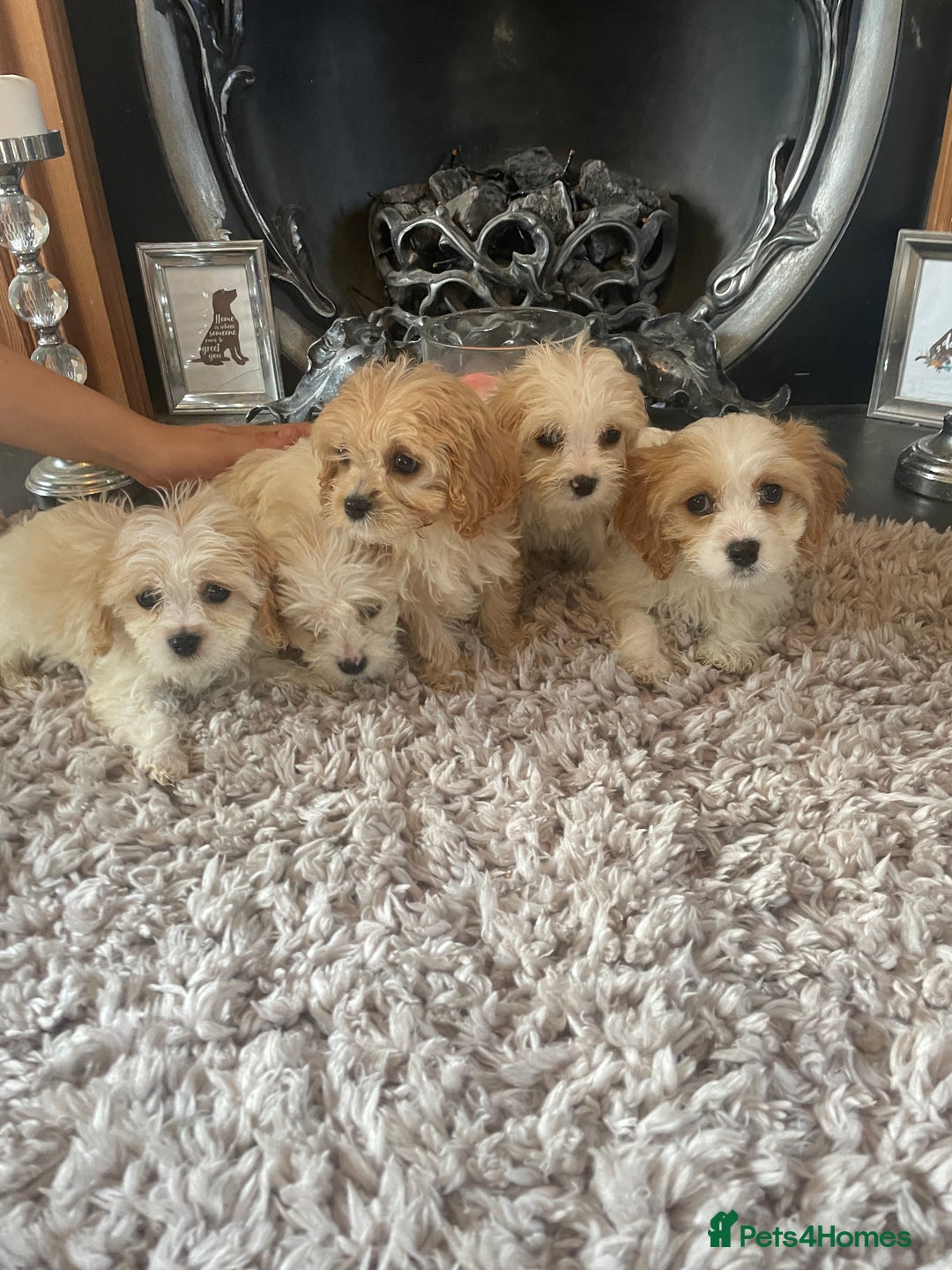 Cavapoo dogs for sale: Beautiful Cavapoo pups - Image 1