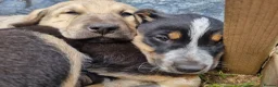 Mixed Breed dogs for sale: One Lovely Kangal Mix Girl - Advert 9