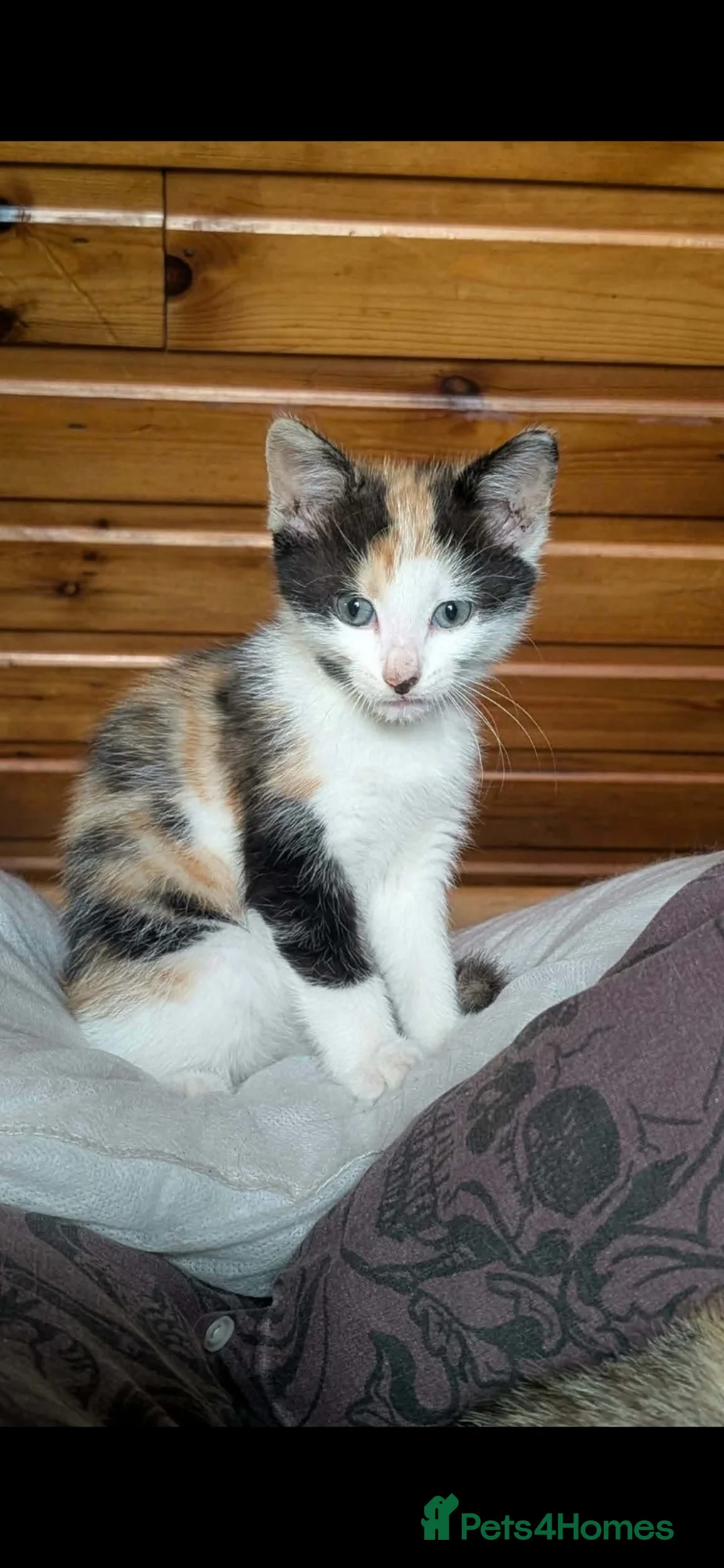 Bengal cats for sale: Half Bengal Kittens - Advert 2