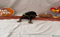 Dobermann dogs for sale: KC Reg European Doberman Pups Exceptional Line - Image 9